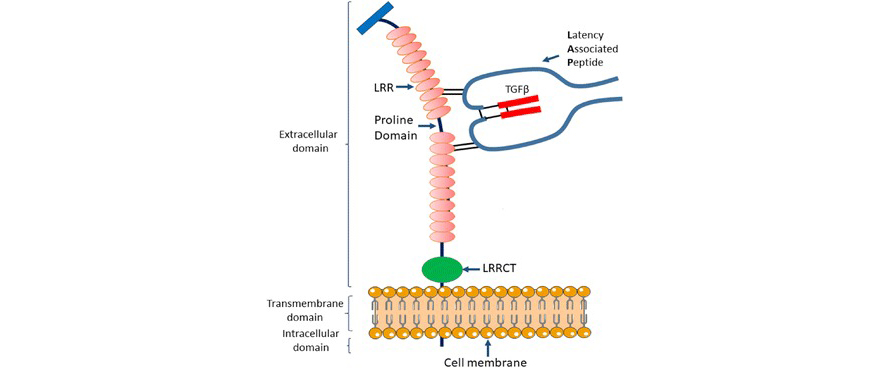 Structure of the membrane-bound GARP/L-TGF-β1 complex