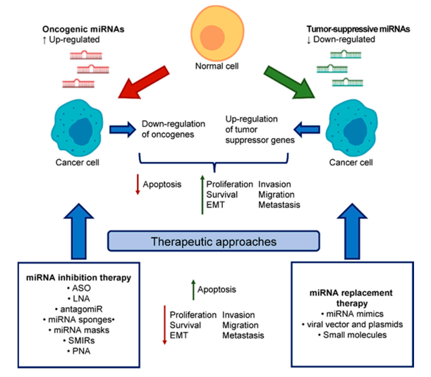 Multifunctional RNA Nanoparticles for TNBC Treatment Protheragen